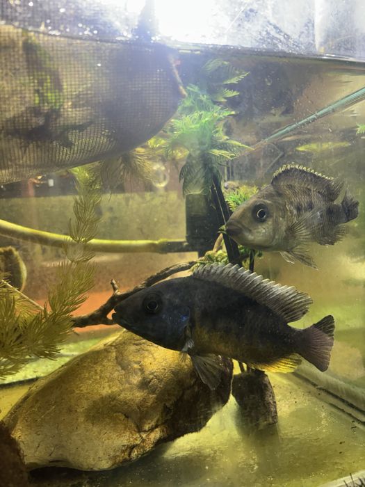 Ciclideos africanos lago de malawi