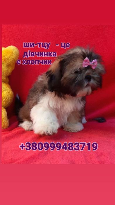 Ши- тцу фото зараз - вони просто класні- хлопчик і дівчинка.