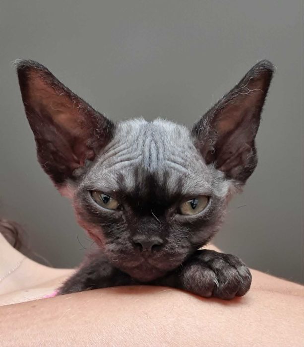 Kot Devon Rex Kociak Devon Devonek Rex Kociak
