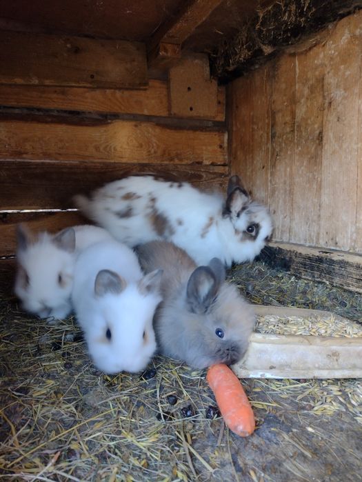 Królik miniaturka lewki  młode