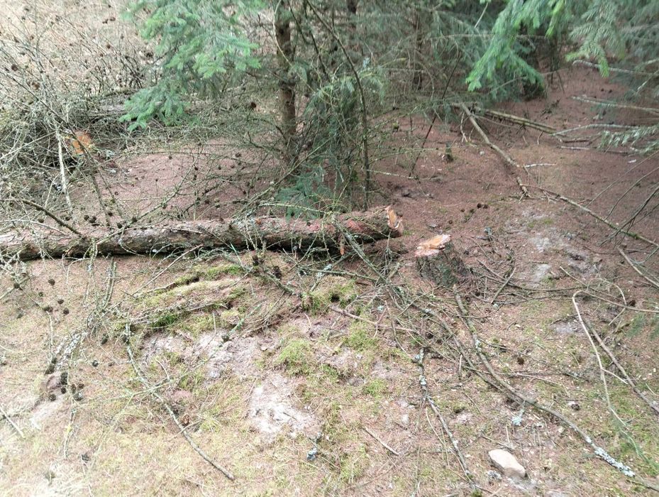 Drewno po przecince lasu