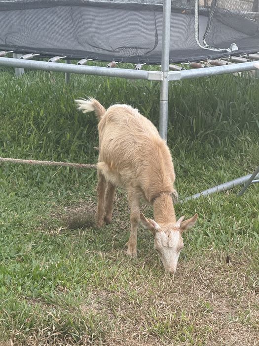 Vendo casal de cabras