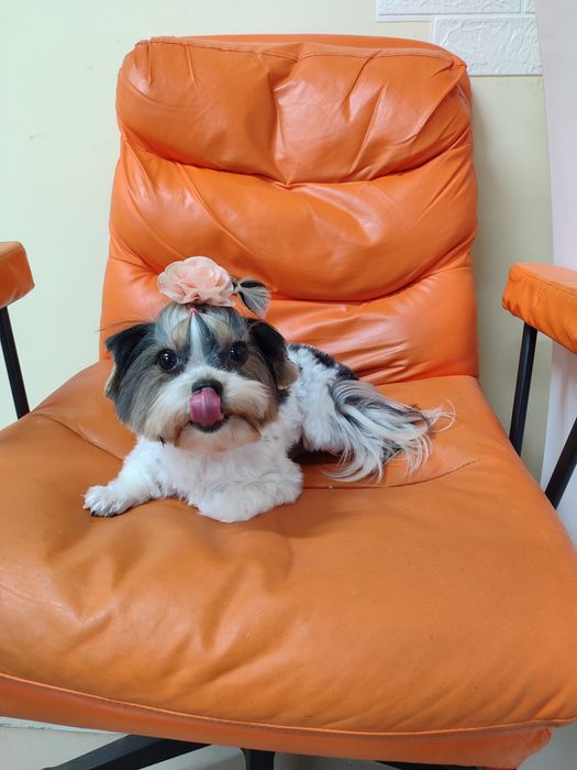 Бівер йорк.Йоркширський тер'єр міні дівчинка.