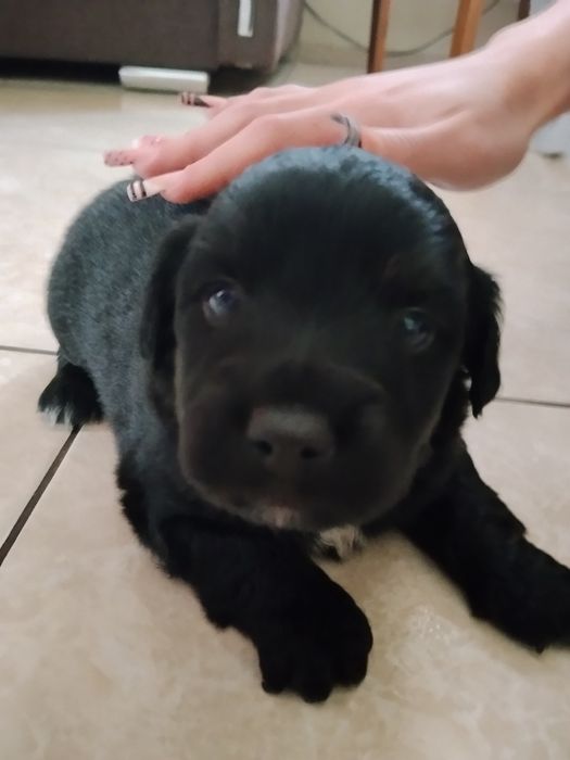 Szczeniaczki do oddania za darmo