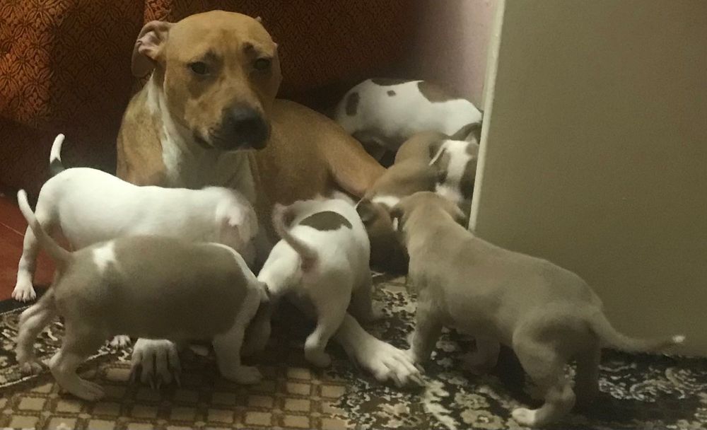 Піт-бультерер щеночьки