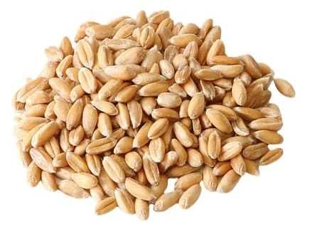 Sprzedam pszenice z dowozem gratis!!