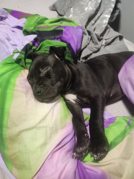 Amstaff samiec (8 tygodni)