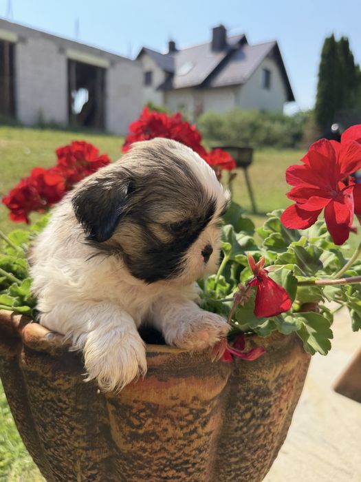 Shih-Tzu słodziutki piesek gotowy do odbioru!!