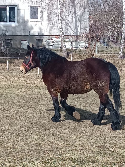 Sprzedam klacz zimnokrwistą wraz z zrebówką