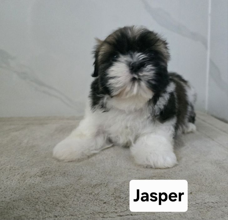 Piesek Shih Tzu.