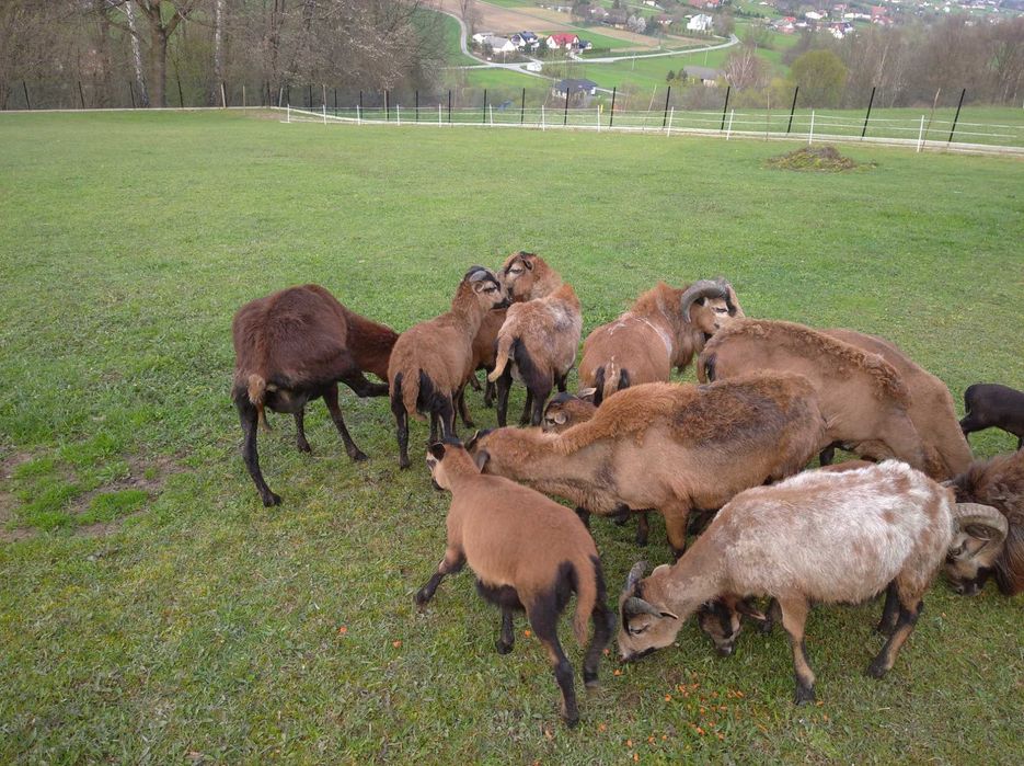 Owoce, Barany Kameruny