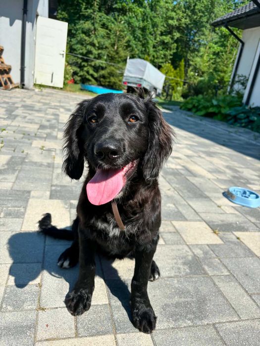 Bella w typie cocker spaniel
