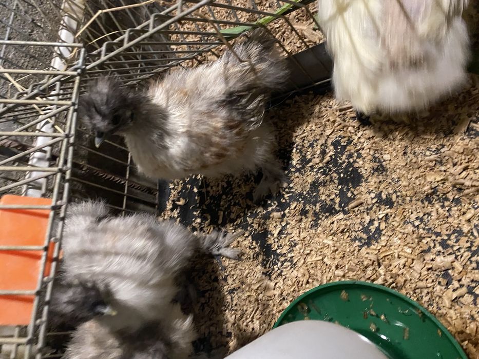 Galos sedosa do japao