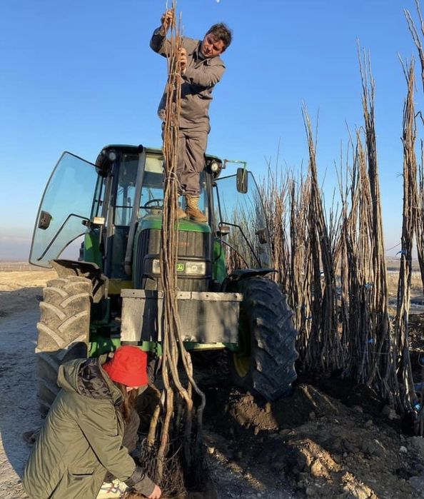 Продам Саженцы Грецкого ОРЕХА Привитого и черенки ГОЛАНДИЯ