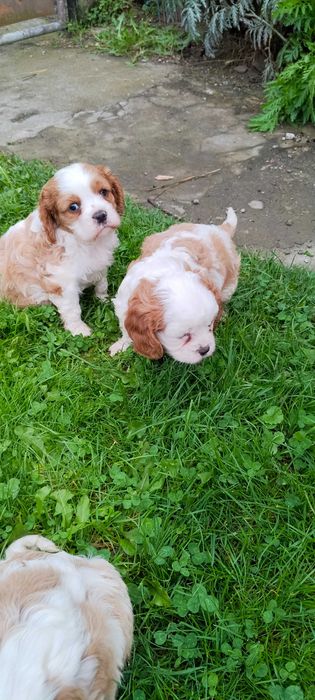 Pies Cavalier King Charles Spaniel pies rasowy szczeniaki