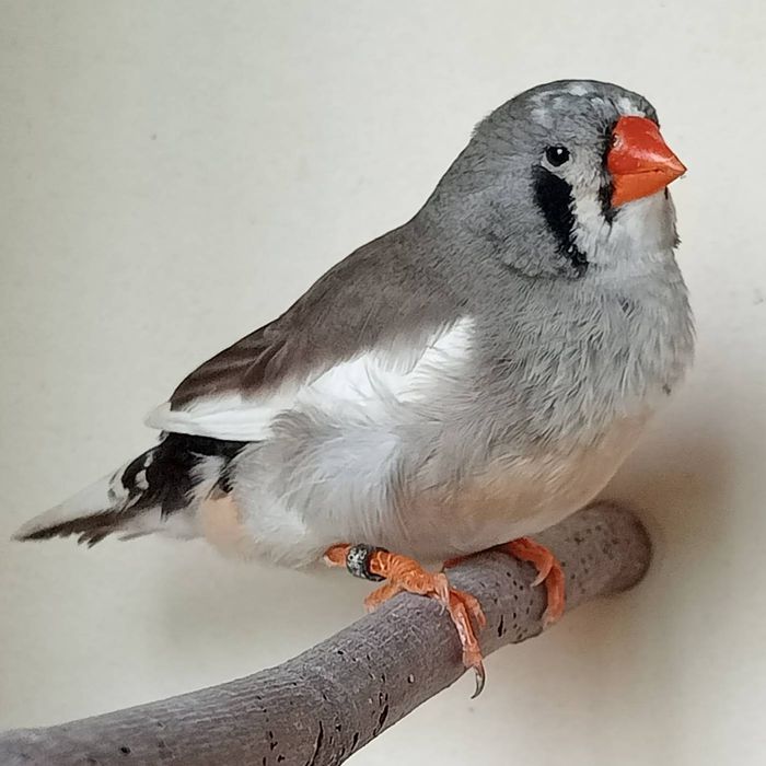 Diamantes Mandarins Exposição