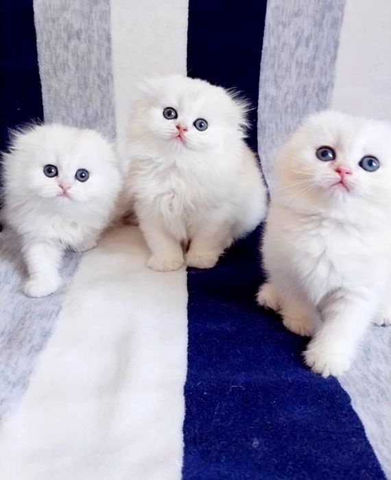 Вислоушки серебристые шиншиллы Скоттиш Фолд