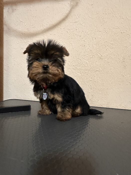 Цуценята йоркширського терʼєра