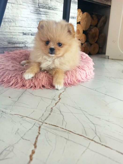 Pomeranian***szpic miniaturowy GOTOWY