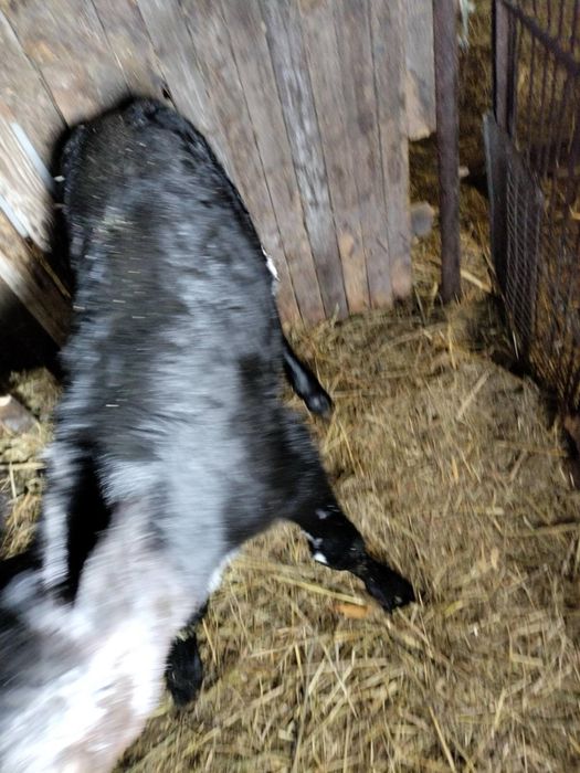 Продам бычка 7ми дневнего