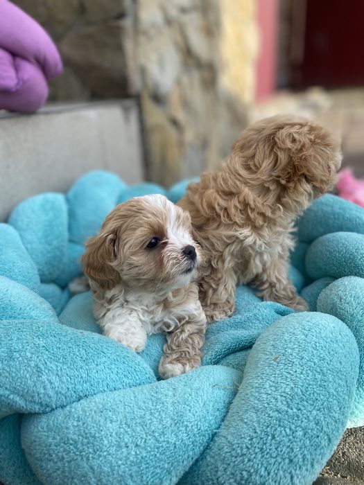 Мальтипу ф1 мальтезе пудель