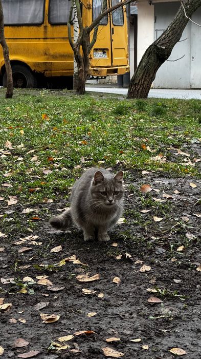 Пухнаста радість