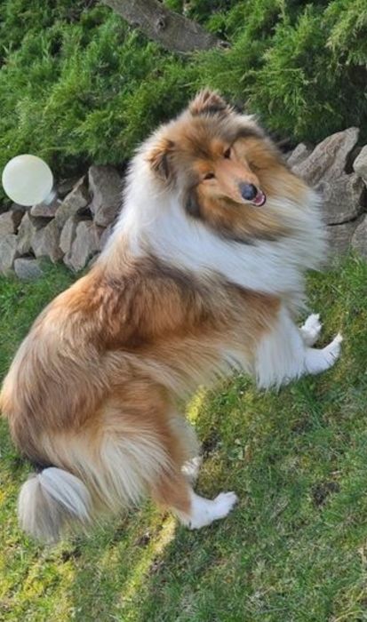 Owczarek szkocki długowłosy piesek szczeniak