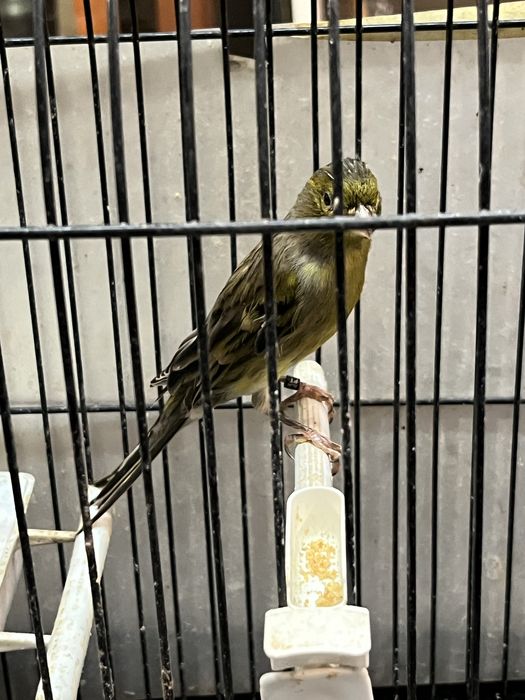 Canarios llarguet espanhol