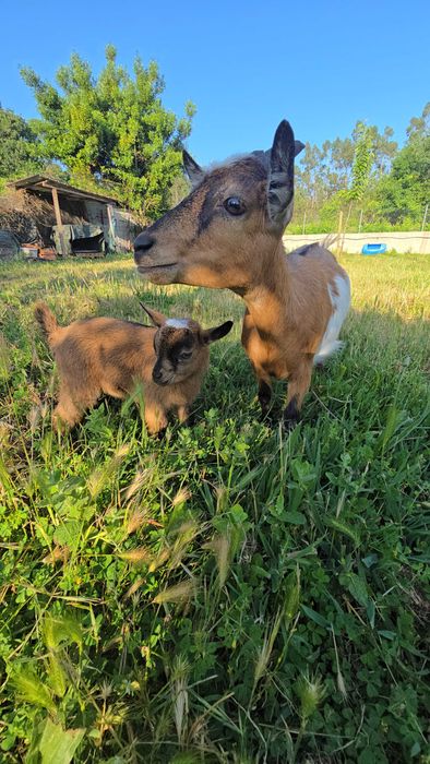 Cabras anão é cabrito anão