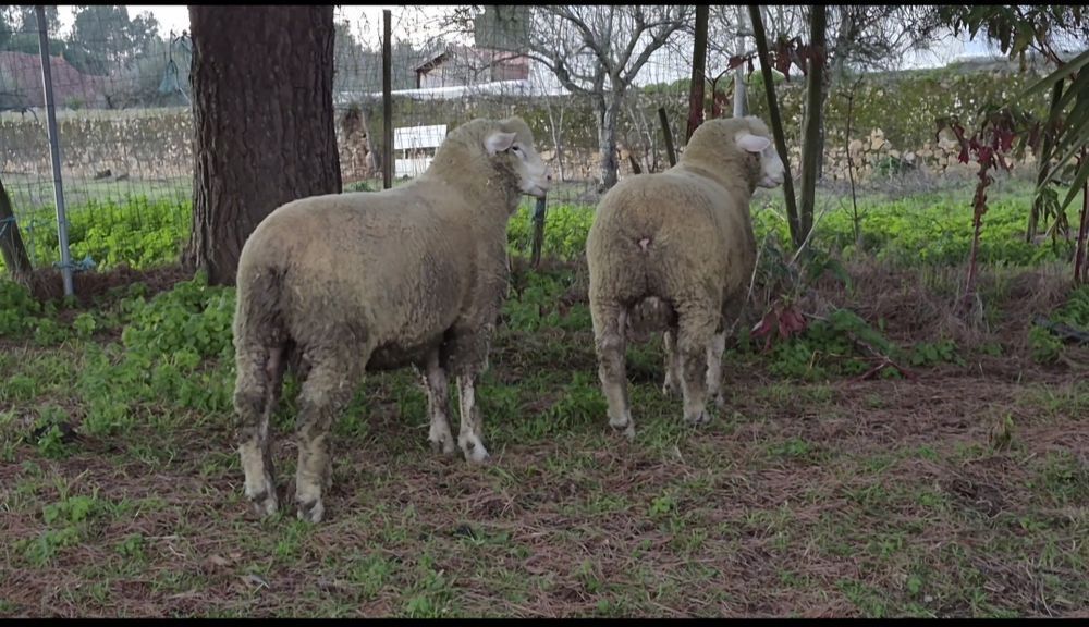 Carneiro Ile-de-France