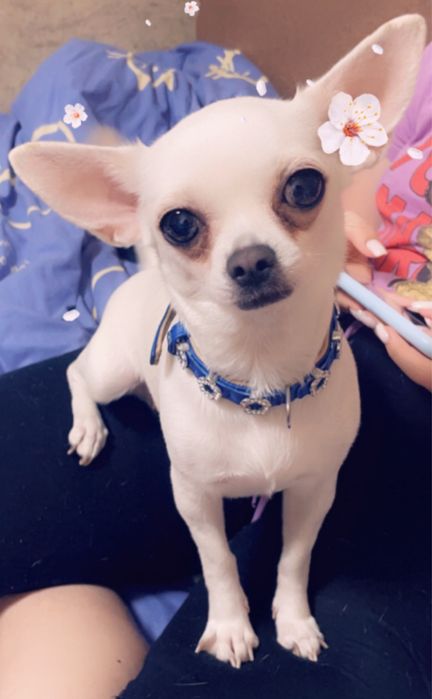 Пропала собака чихуахуа кличка Кнопа