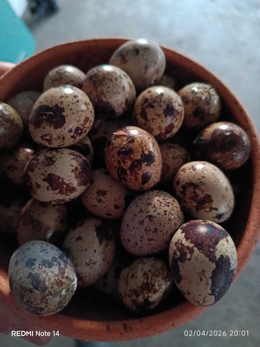 Ovos de codorniz voo
