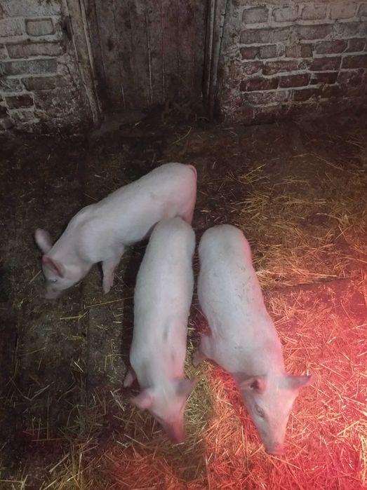 пролам домашніх поросят