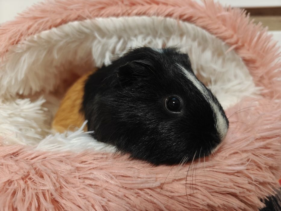 Świnki morskie samice