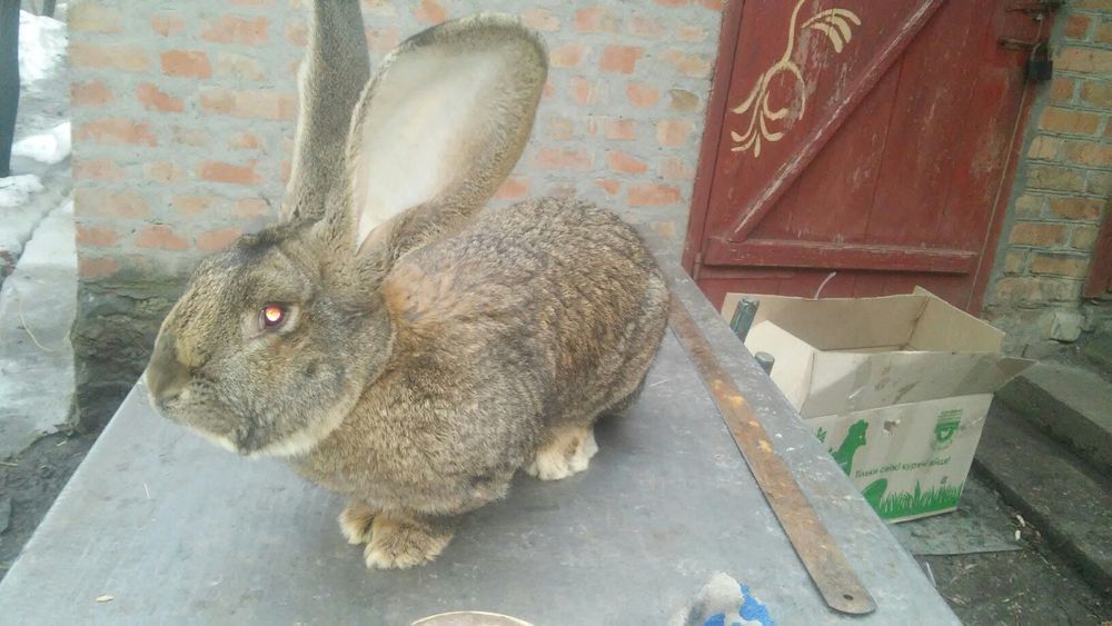 Продам Самцов Фландра