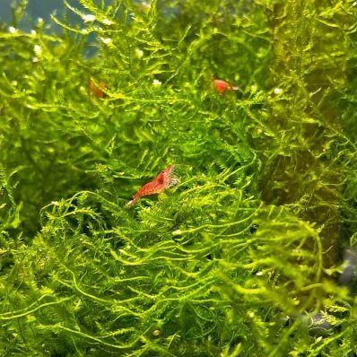Krewetki neocardina red gratis mech