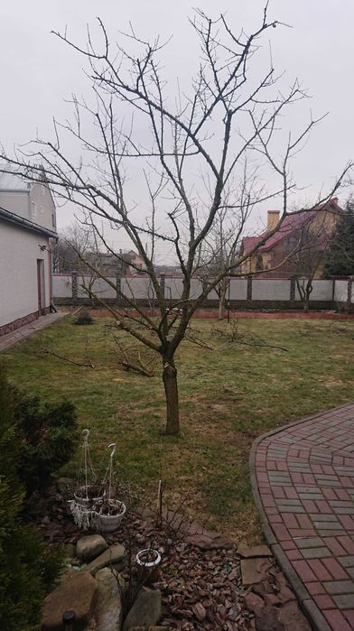 Формування рослин ландшафт, газони