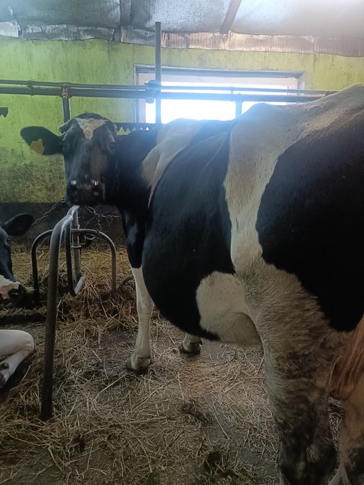 Корова з 7 телям ,Голштин