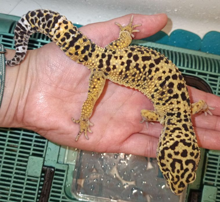 Gekony lamparcie