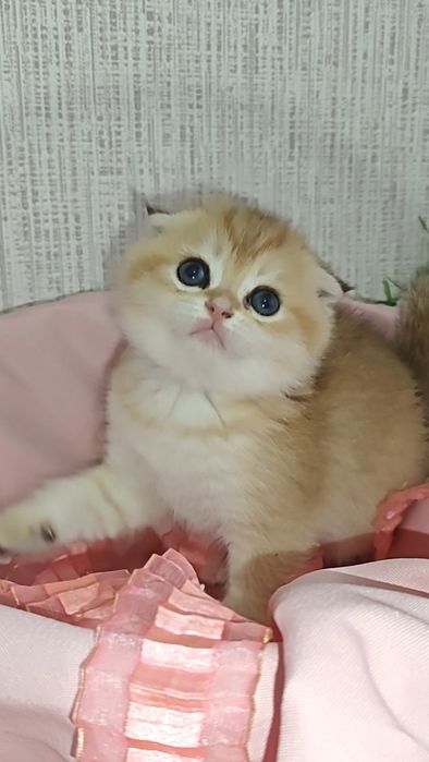 Чистокровные вислоухие золотые шиншиллы