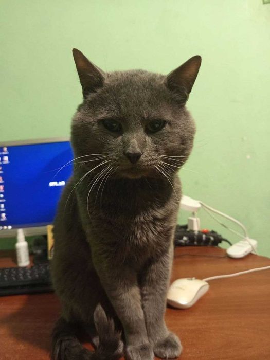 Перетримка котиків