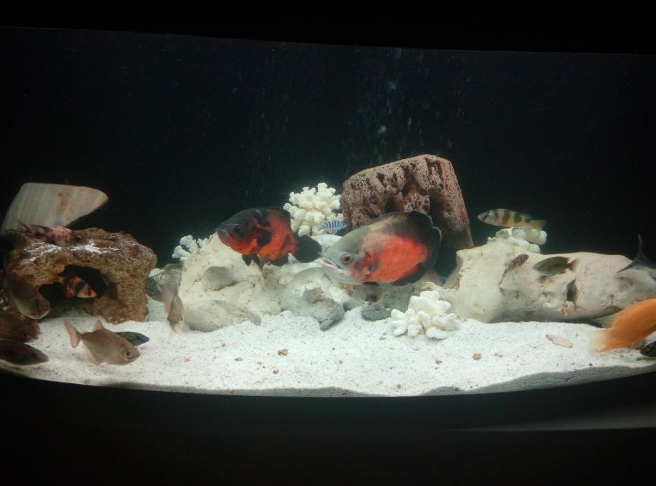 Обслуговування акваріумів декоративних та торгових