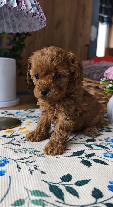REZERWACJA**Cavapoo** cudowna dziewczynka !