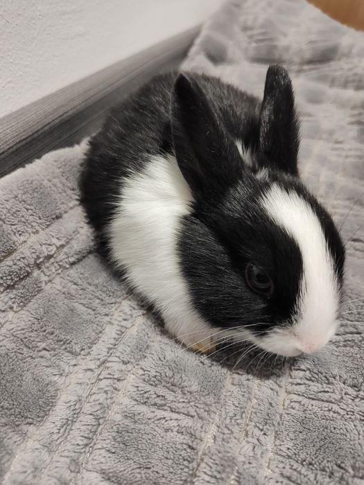 Króliczki miniaturki