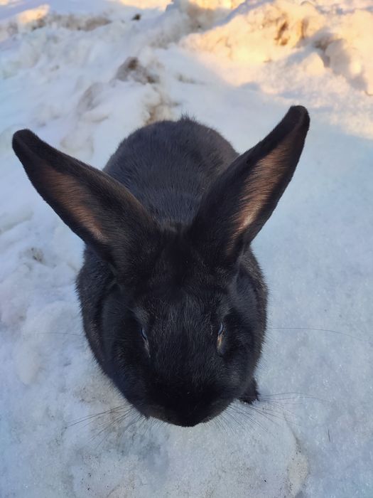 Króliki samce i samice