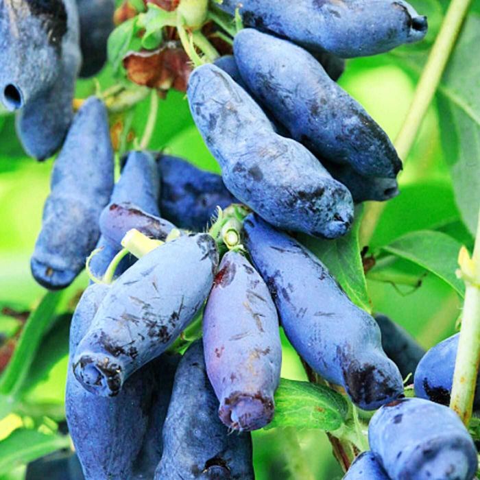 Саженцы голубики Саженцы жимолости  + Подарок