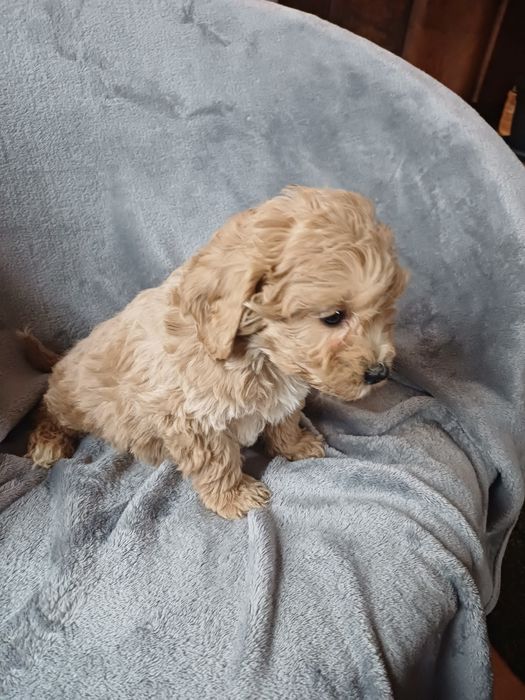 Cavapoo F1 B cudeńko