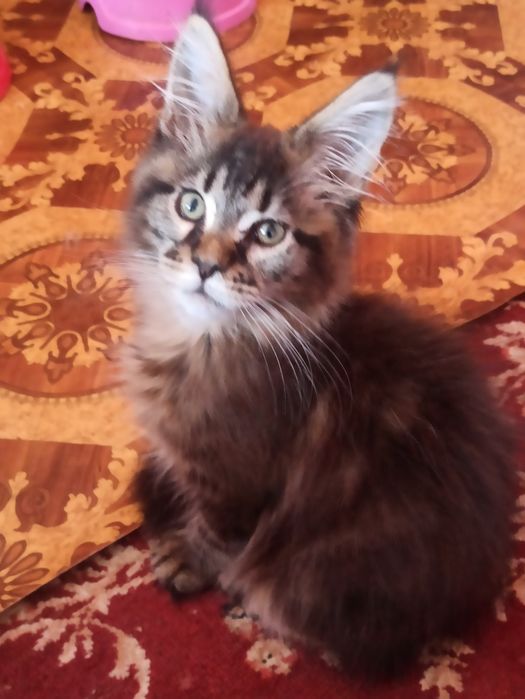 Черепаховий хлопчик з документами.