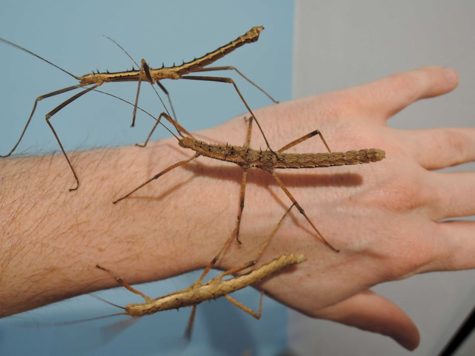 straszyki, patyczaki straszyk kolczasty Neohirasea maerens  L4-L6