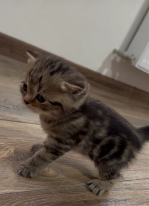 Золотий шотландський мармуровий котик